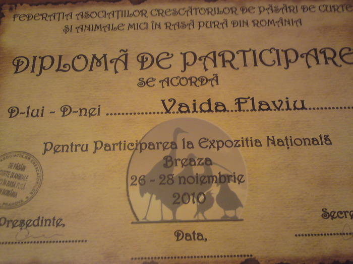 DSC01516 - REZULTATE DIPLOME STATUETE MEDALII 28 11 2010 BREAZA