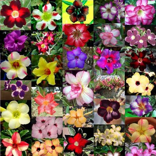 adenium-mix - adenium si plumeria