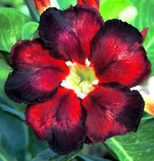 adenium_black-fire - adenium si plumeria