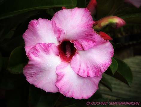 adenium_milk-shake1 - adenium si plumeria