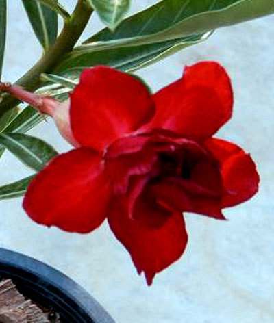 adenium_orange-d - adenium si plumeria