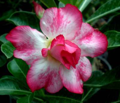 adenium_pink-april - adenium si plumeria