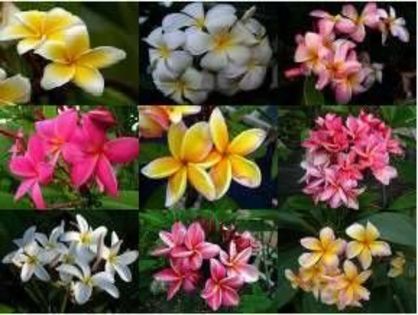 plumeria_thai_mix - adenium si plumeria