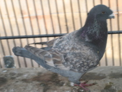 2010 M craciun - Porumbei voiajori americani