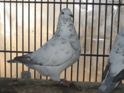 2010 F craciun - Porumbei voiajori americani