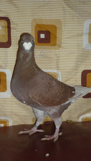 P1040140 - Voiajori Germani Poze