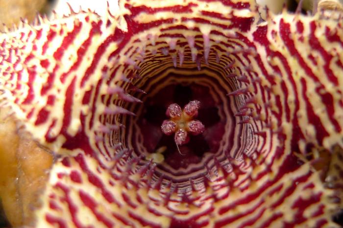  - stapelioides