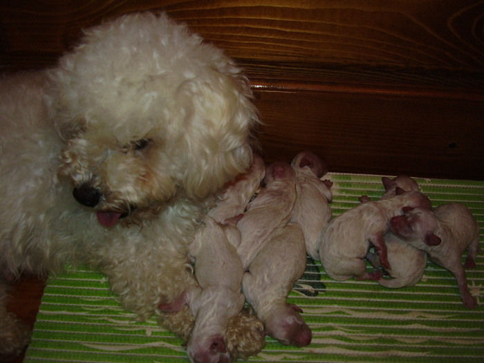 3 zile - pui bichon frise de vanzare