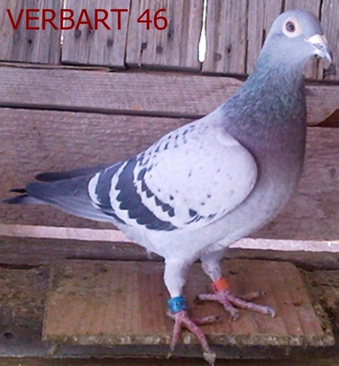 verbart 46