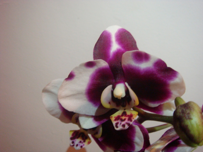 DSC01631 - Phalaenopsis