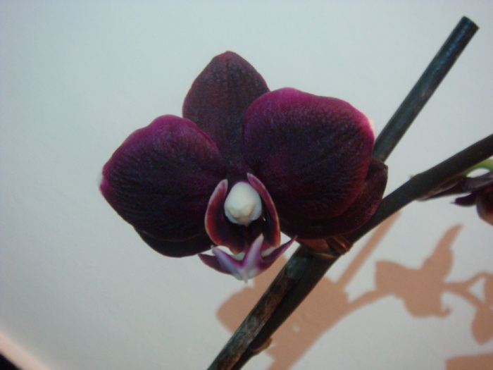 DSC01618 - Phalaenopsis