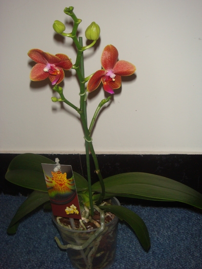 DSC01624 - Phalaenopsis