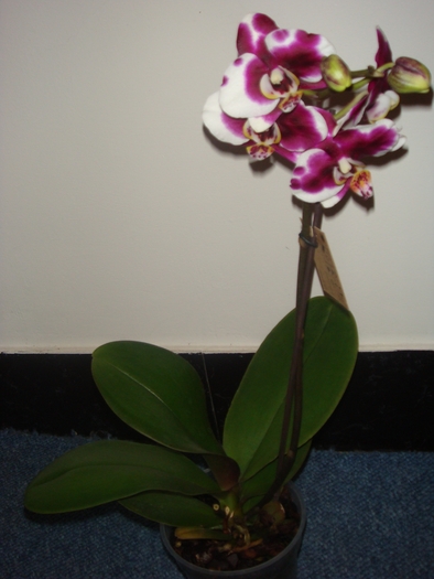 DSC01628 - Phalaenopsis