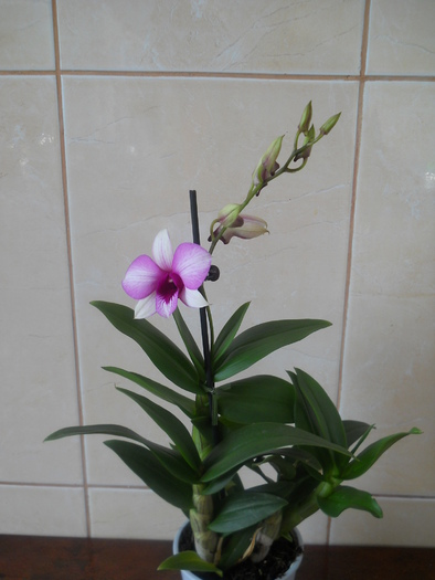 DSCN1983 - 1 orhidee