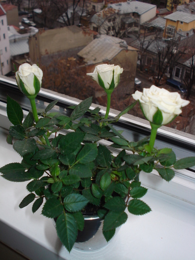 TRANDAFIRI ALBI - FLORILE MELE