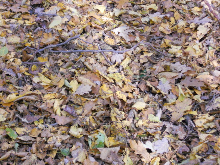 DSCN2908