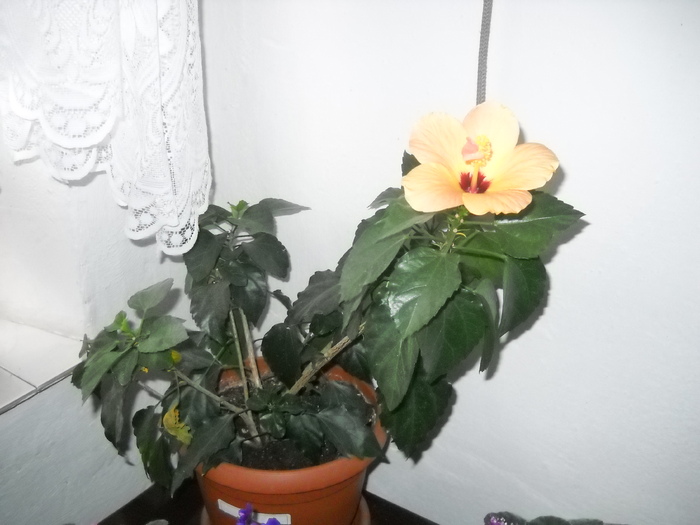 oare ce-i? - FLORI DIVERSE