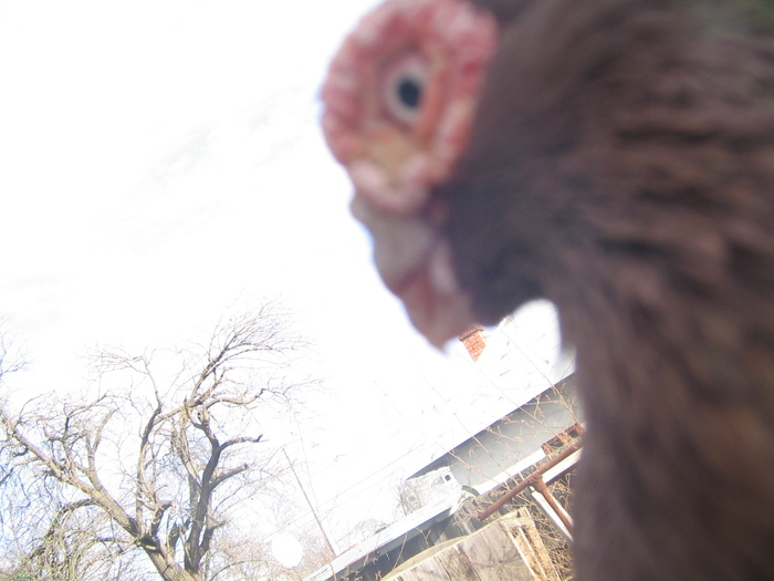 indian englez RO 2009 M