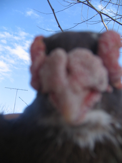 indian englez RO 2009 M