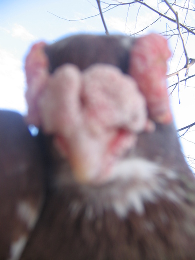 indian englez RO 2009 M