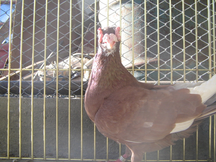 indian englez RO 2009 M