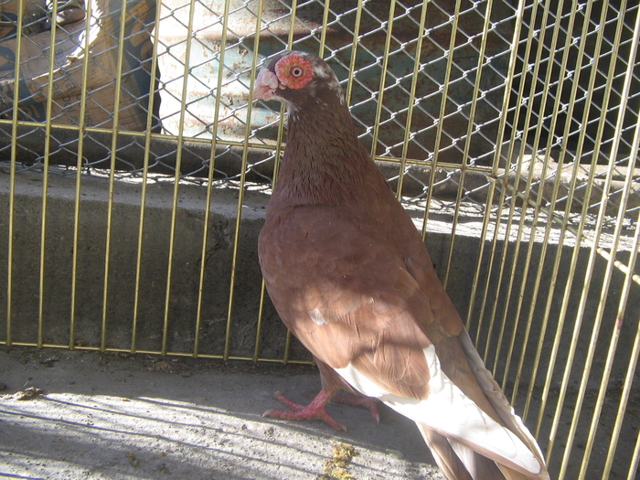 indian englez RO 2009 M