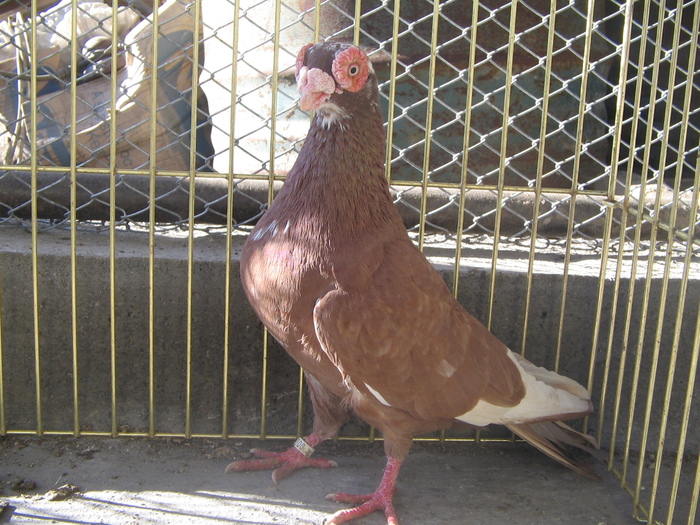 indian englez RO 2009 M