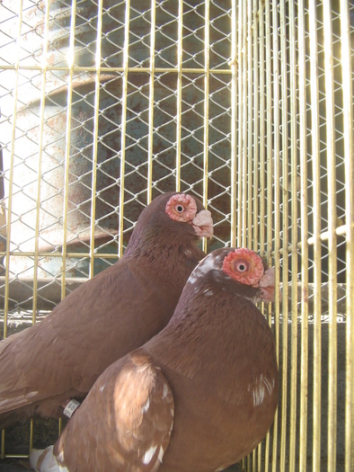 indian englez RO 2009 M 2