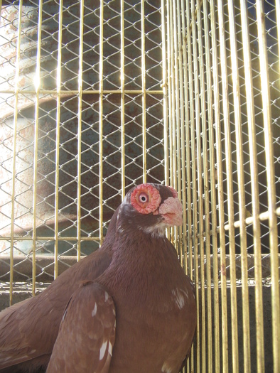 indian englez 2006 M 2