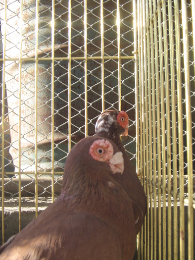 indian englez RO 2009 M 2