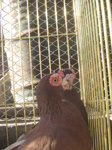 indian englez RO 2009 M 2