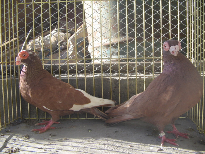 indian englez RO 2009 M 2