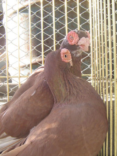 indian englez RO 2009 M 2