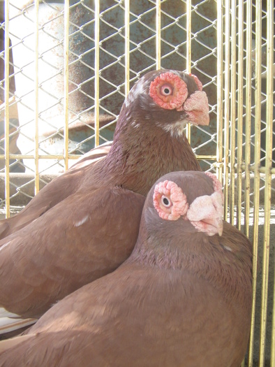 indian englez RO 2009 M 2