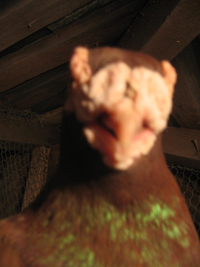 indian englez RO 2006 M