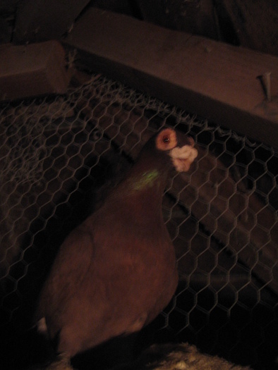 indian englez RO 2006 M