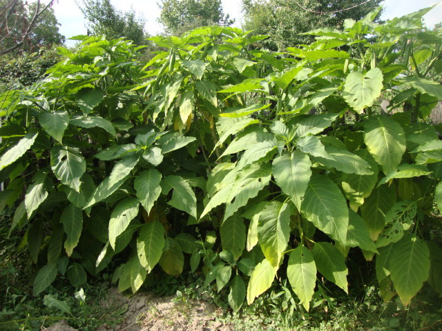 plantatie brugmansia - BRUGMANSIA