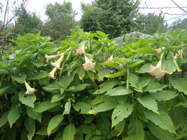 plantatie brugmansia