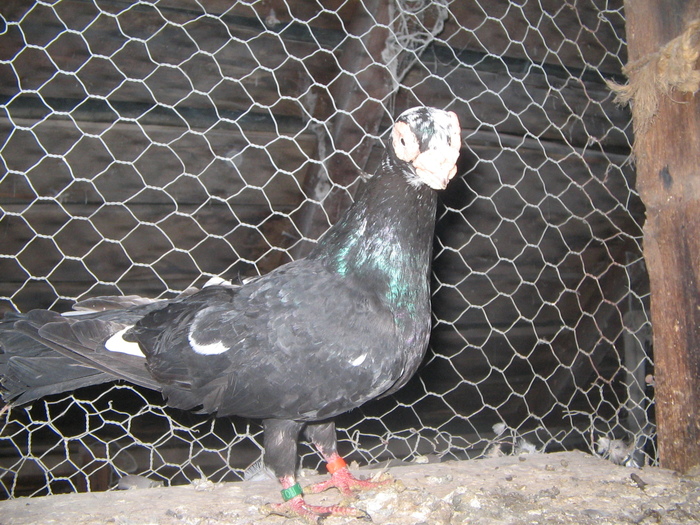 indian englez 2007 M