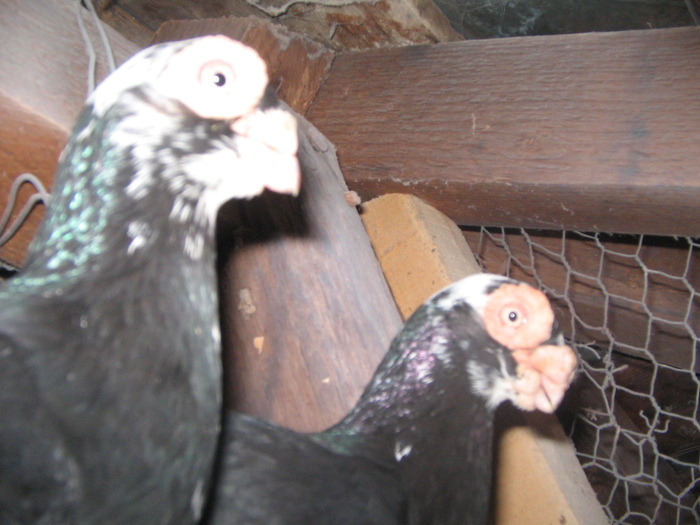 1-F-08              2-M-07 - Carunculati Indian Englez