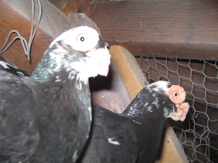 1-F-08              2-M-07 - Carunculati Indian Englez