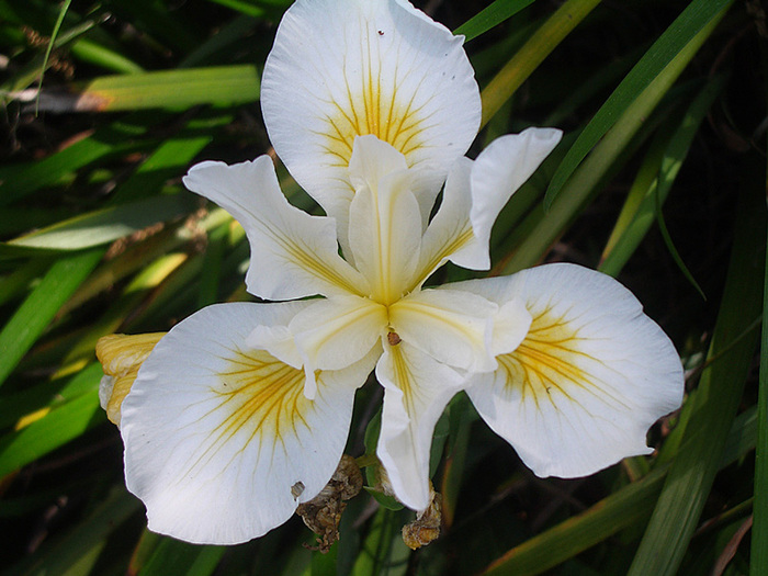 iris_douglasiana_cultivar - flori