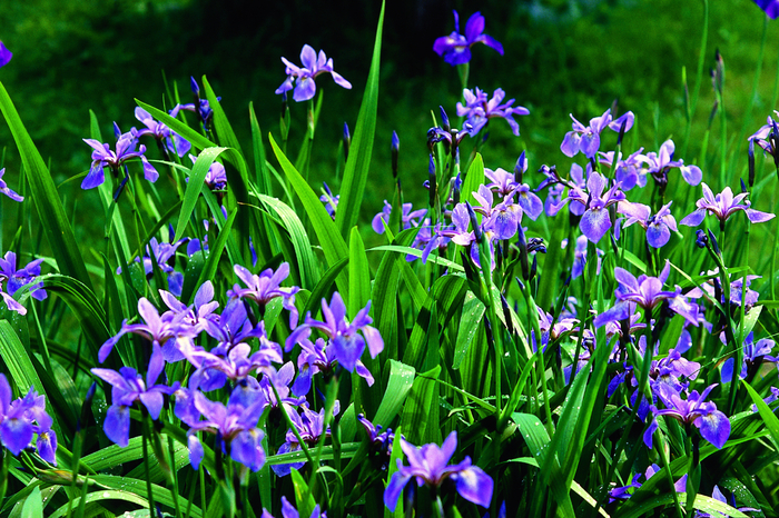 Iris_versicolor_Quebec_2 - flori