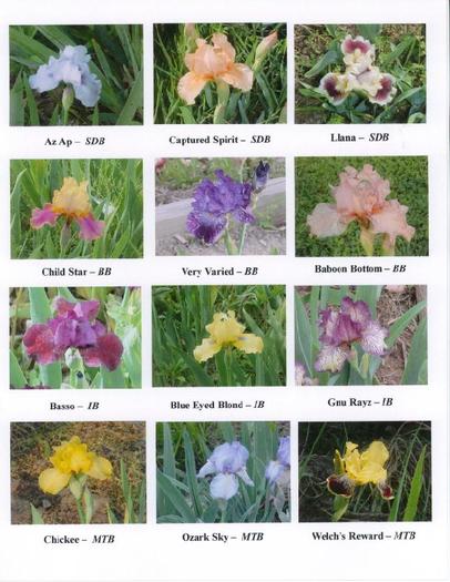 iris_web_2 - flori