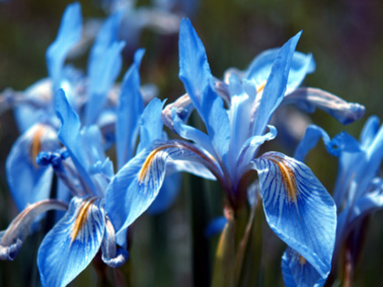 Rocky-Mountain-Iris