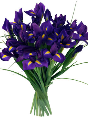 Blue_Iris_48cee28d47af1