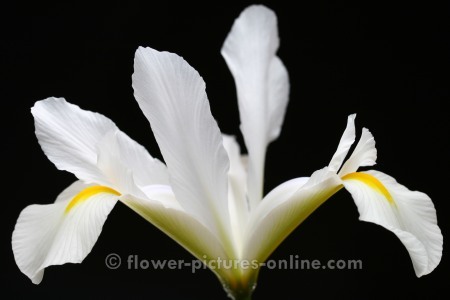 iris-flower-c5472-450 - flori