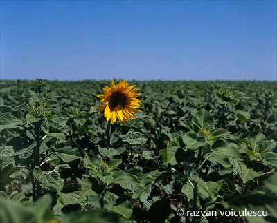 floarea-soarelui-singura-n-lan - flori