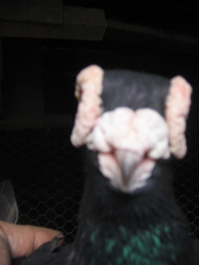 indian englez H 2005 M