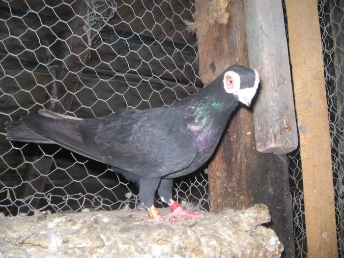 indian englez H 2005 M